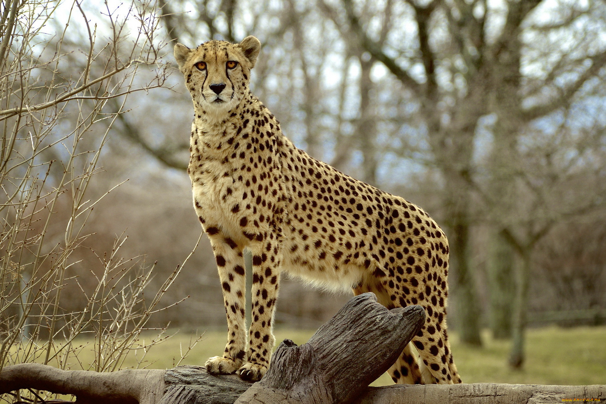 Дикие животные гепарды. Сахарский гепард. Cheetah (гепард). Королевский гепард. Ареал гепарда.